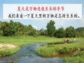 六年级上册语文人教部编版 16.夏天里的成长   课件