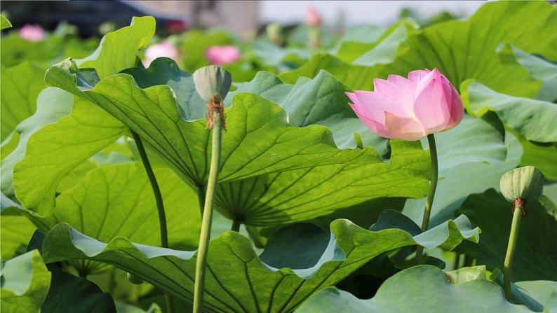 课文 3.江南（课件PPT+课文朗读）01