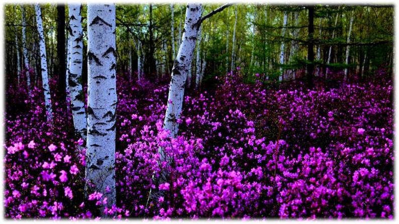 20 美丽的小兴安岭（课件PPT+素材）03