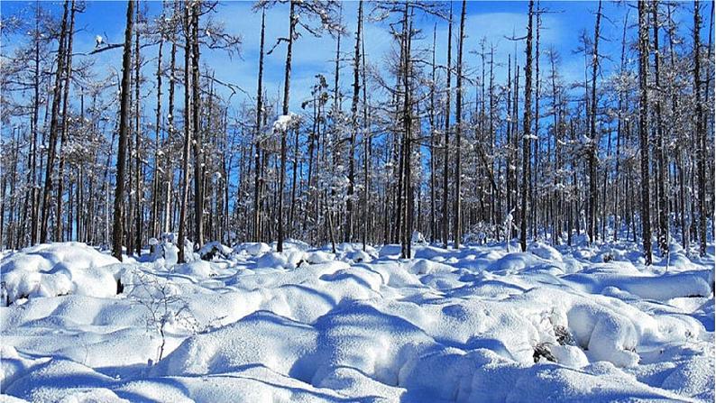 20 美丽的小兴安岭（课件PPT+素材）06