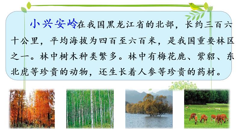 20 美丽的小兴安岭（课件PPT+素材）07