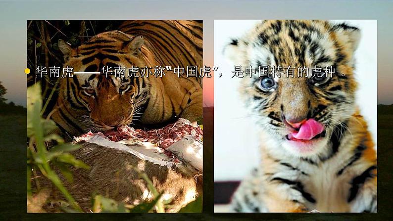 六年级上册语文人教部编版 习作：学写倡议书  课件05