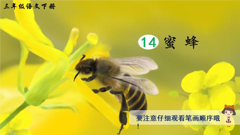 14 蜜蜂 课件PPT+音视频素材（送生字课件+教案）01