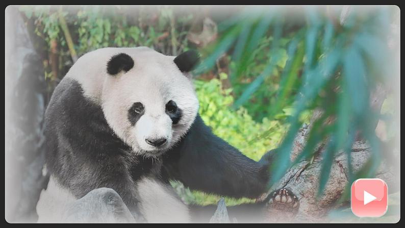 部编版语文三下  习作七：国宝大熊猫 课件PPT+音视频素材（送教案）01