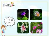 人教部编版三年级下册第四单元——第十三课《花钟》【PPT+教案】