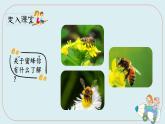 人教部编版三年级下册第四单元—第十四课《蜜蜂》【PPT+教案】