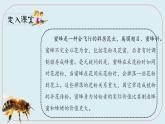 人教部编版三年级下册第四单元—第十四课《蜜蜂》【PPT+教案】
