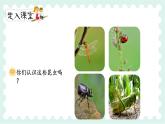 人教部编版三年级下册第一单元——第四课《昆虫备忘录》【PPT+教案】