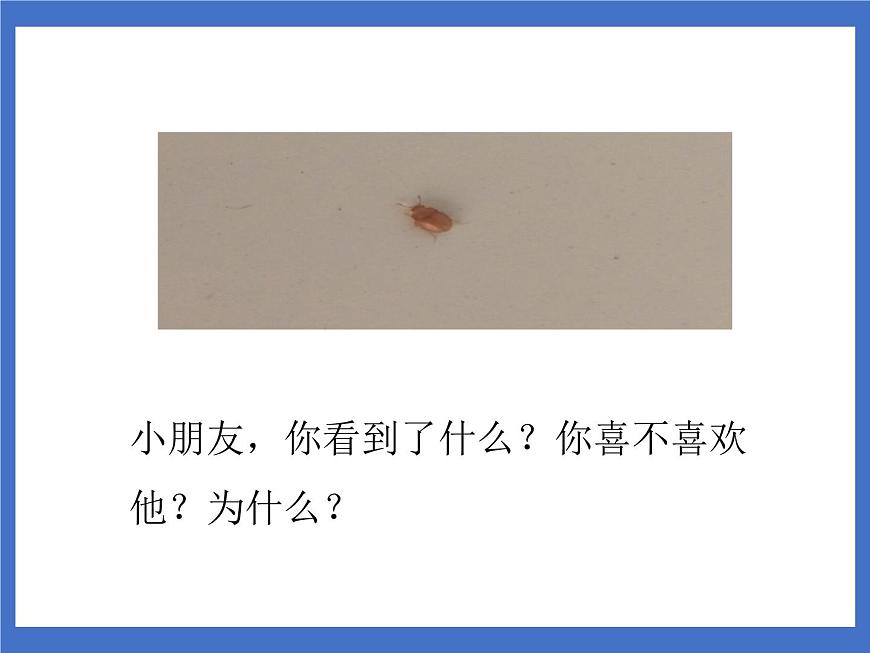 语文课文311 我是一只小虫子优质课课件ppt-课件下载-教习网