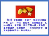 《13 画杨桃》课件+教案+练习+素材