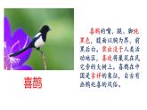 二下 9 枫树上的喜鹊 课件