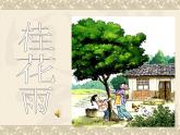 统编版语文五上第3课.《桂花雨》课件
