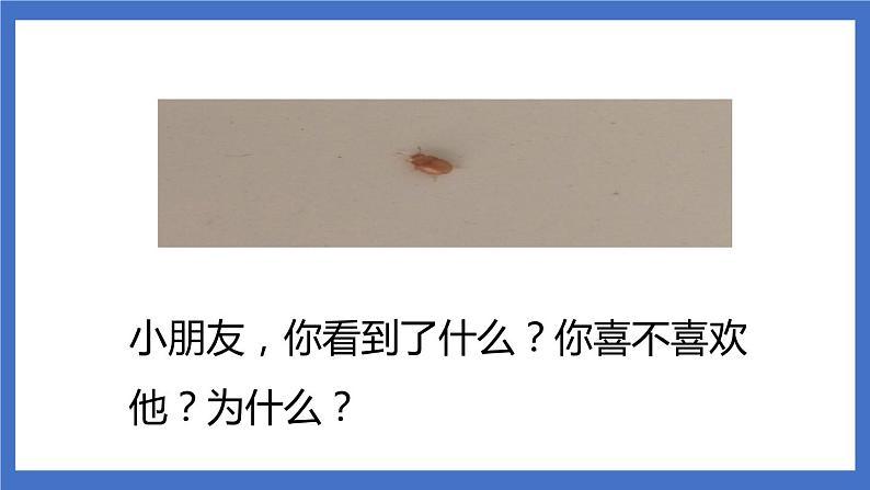 11《我是一只小虫子》课件+教案+练习+素材02