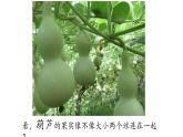 二上14《我要的是葫芦》课件