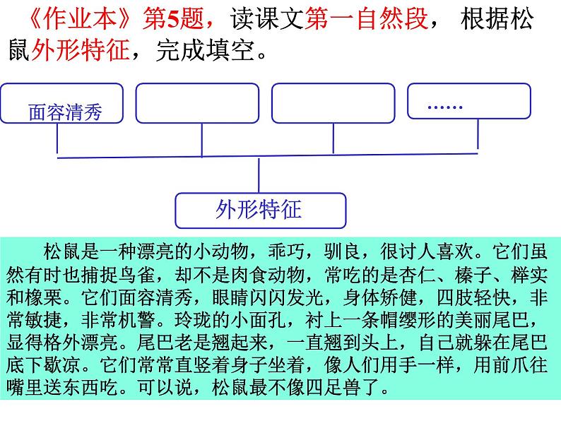 部编本语文五上松鼠PPT第8页