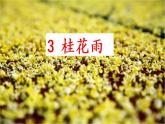 五年级上册《3 桂花雨》课件