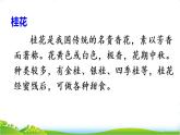 五年级上册《3 桂花雨》课件