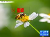 小学语文部编版（五四制）三年级下册 第四单元 14 蜜蜂 配套课件1