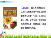 小学语文部编版（五四制）三年级下册 第四单元 14 蜜蜂 配套课件1