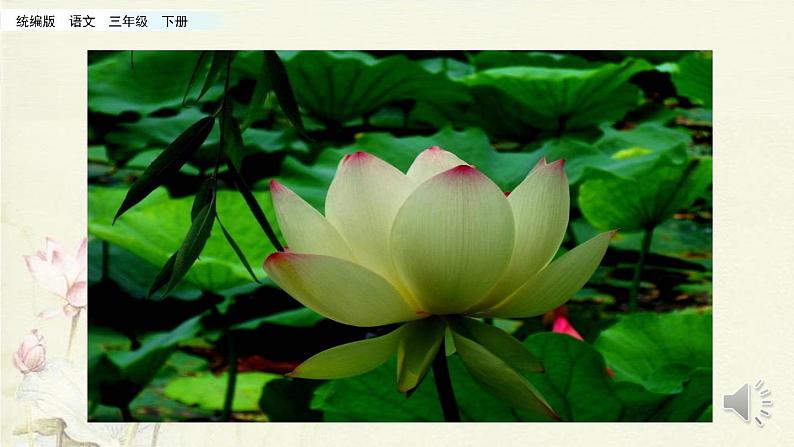 小学语文人教部编版（五四制）三年级下册 第一单元 3 荷花 配套课件1第1页