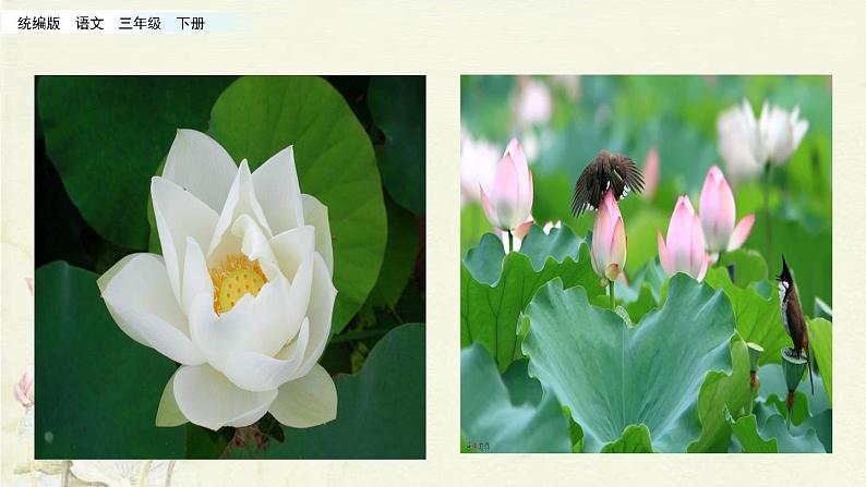 小学语文人教部编版（五四制）三年级下册 第一单元 3 荷花 配套课件1第3页