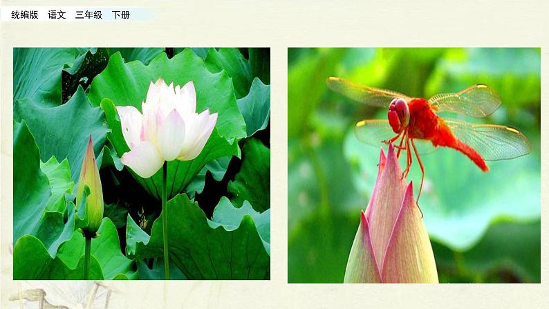 小学语文人教部编版（五四制）三年级下册 第一单元 3 荷花 配套课件1第4页