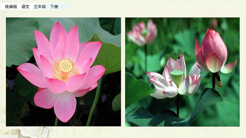 小学语文人教部编版（五四制）三年级下册 第一单元 3 荷花 配套课件1第5页