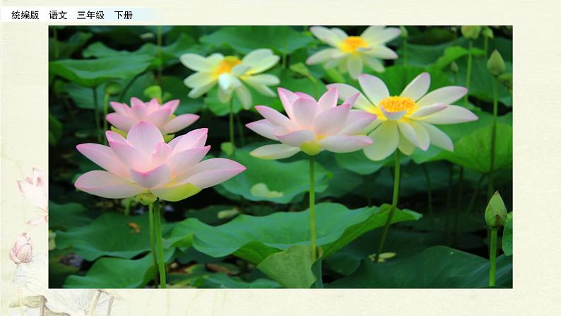 小学语文人教部编版（五四制）三年级下册 第一单元 3 荷花 配套课件1第6页