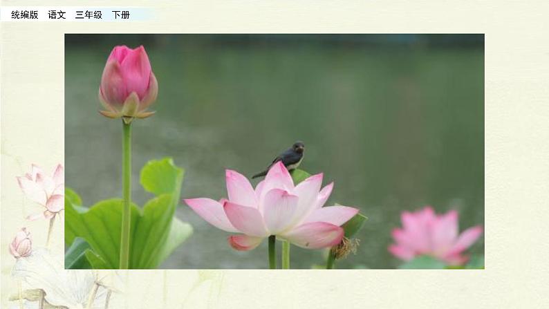 小学语文人教部编版（五四制）三年级下册 第一单元 3 荷花 配套课件1第7页