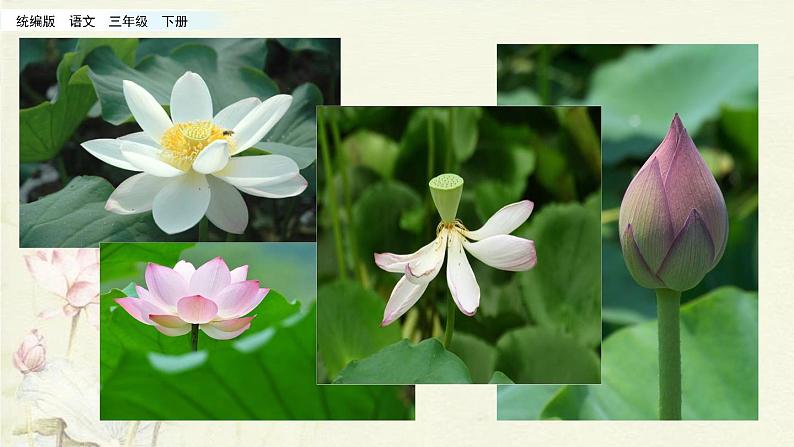 小学语文人教部编版（五四制）三年级下册 第一单元 3 荷花 配套课件1第8页