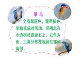 三上15搭船的鸟课件