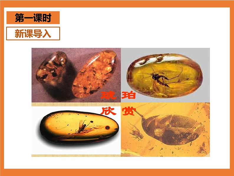 统编版4下语文 5《琥珀》课件第2页