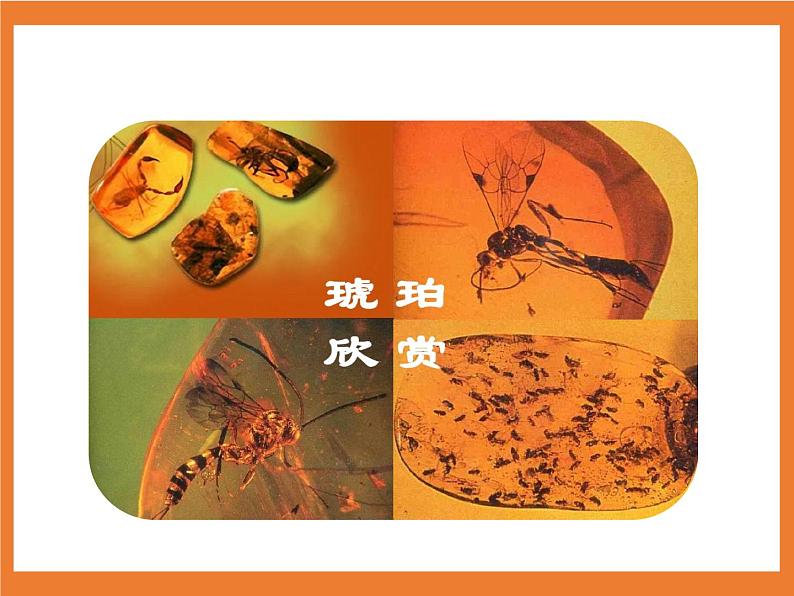 统编版4下语文 5《琥珀》课件第3页