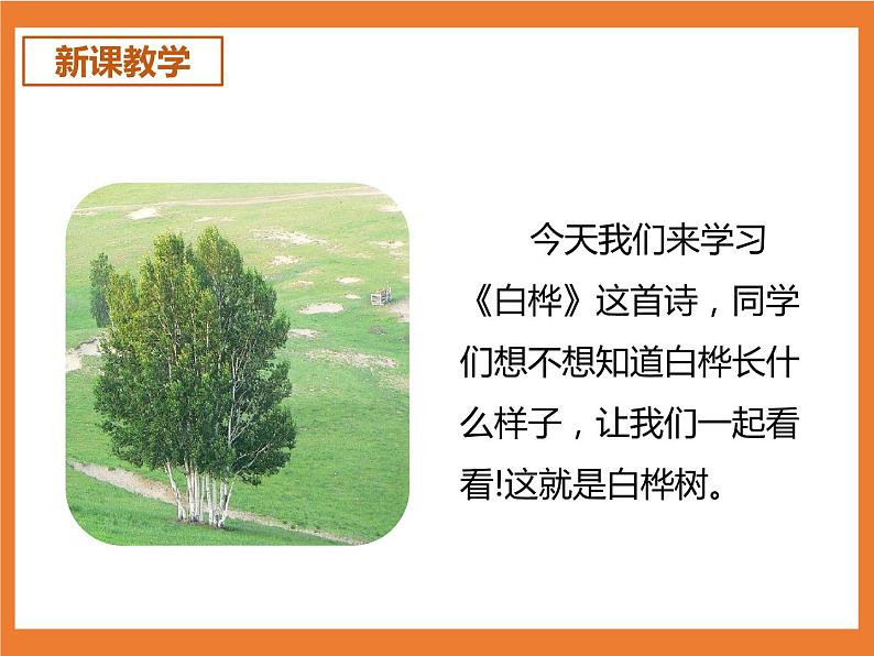 统编版4下语文 11《白桦》课件+教案+练习+素材04