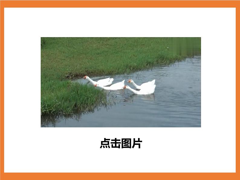 统编版4下语文 15《白鹅》课件第4页