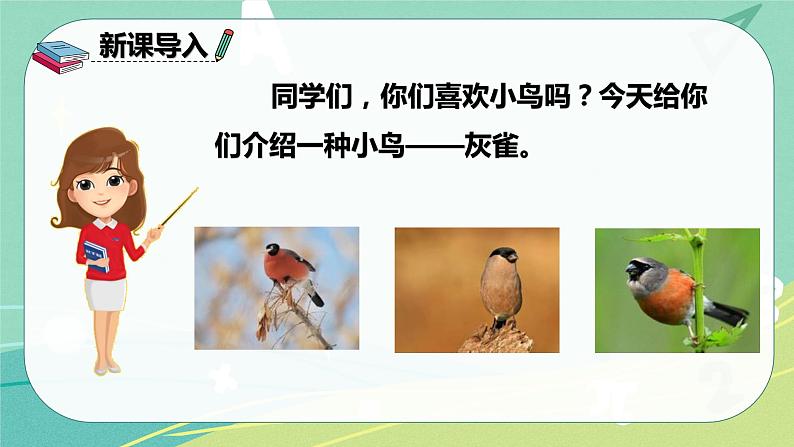 部编版三年级上册语文 25 灰雀 课件02