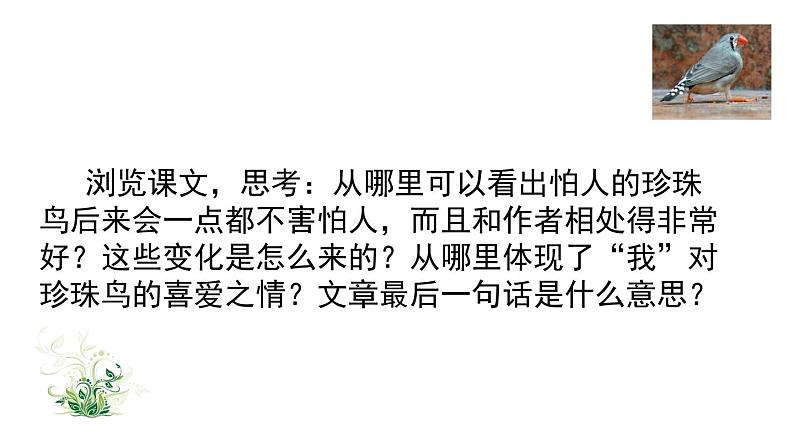 部编版五年级语文上册珍珠鸟课件第4页