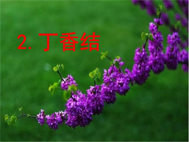 2《丁香结》第1课时 课件+教案+视频素材05