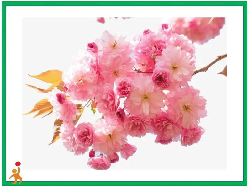 4.《花之歌》第1课时 课件+教案+视频素材04