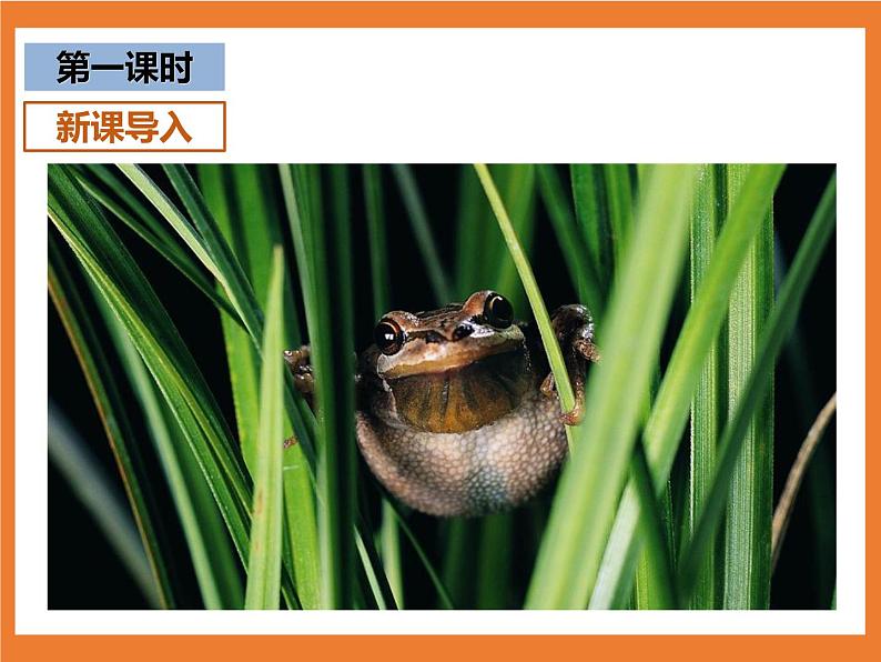 统编版1下语文 第1单元 识字3 小青蛙 课件+教案+练习+素材03