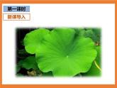 统编版1下语文 12《荷叶圆圆》课件+素材（送教案+练习）