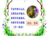 三下 14 蜜蜂 课件