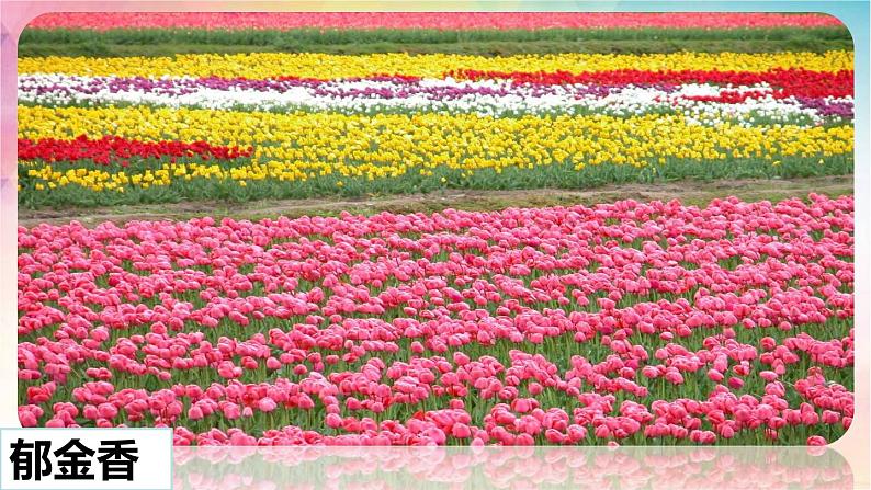 三下 13 花钟 课件第5页