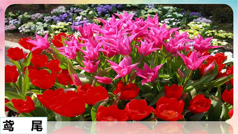 三下 13 花钟 课件第7页