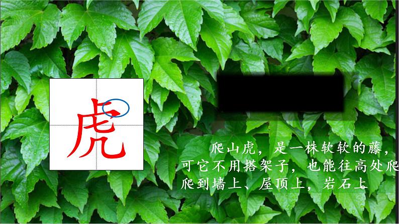 四上 10 爬山虎的脚 课件第2页