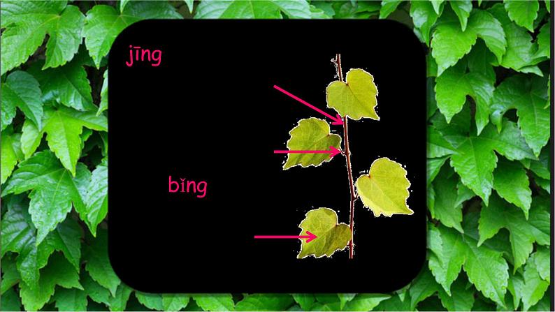 四上 10 爬山虎的脚 课件第7页