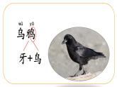 一上 13 乌鸦喝水 课件