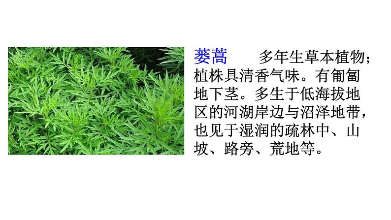 链接1：蒌蒿和芦芽 - 副本 - 副本第1页