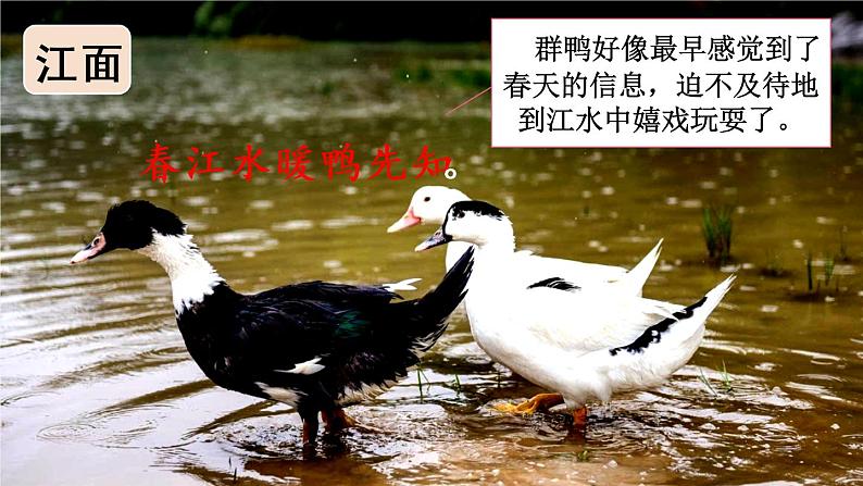 1 古诗三首   惠崇春江晚景第7页