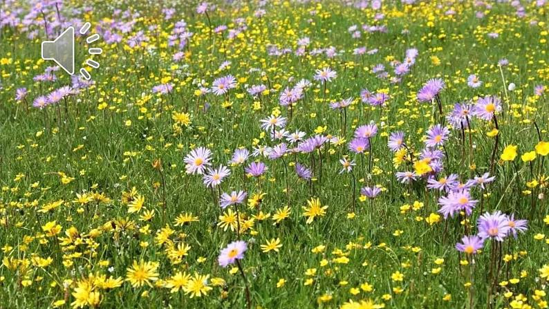 部编版语文三年级下册 13 花钟 课件第3页